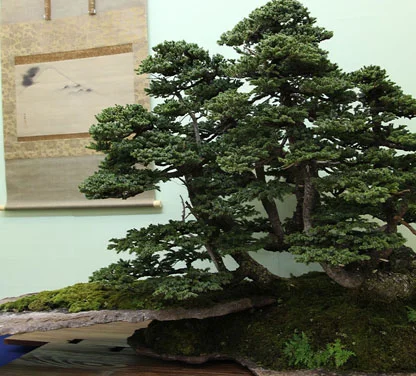 Bonsai Tree Nursery near Me