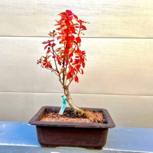 Enkianthus Bonsai Tree