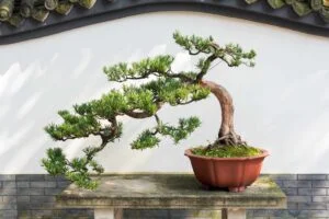 What is Bonsai Tree Bonsai for Beginners