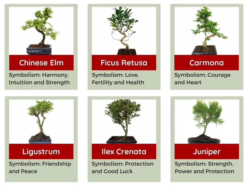 What is the Significance of the Bonsai Tree